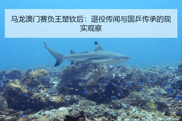 马龙澳门赛负王楚钦后：退役传闻与国乒传承的现实观察
